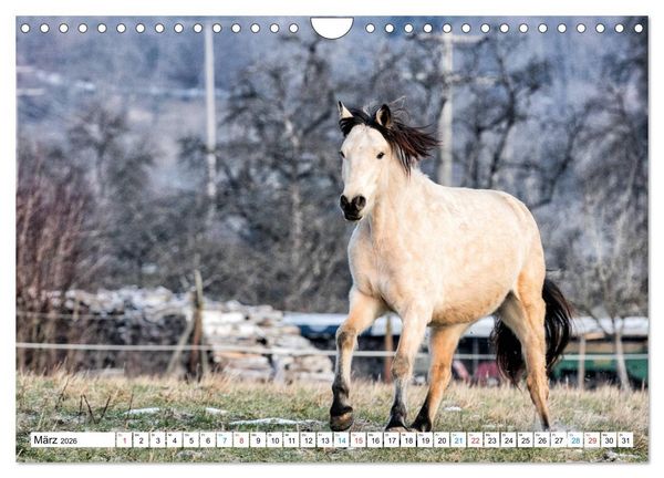 Produktbild: Durch das Jahr mit dem Connemara Pony Holly (Wandkalender 2026 DIN A4 quer), CALVENDO Monatskalender