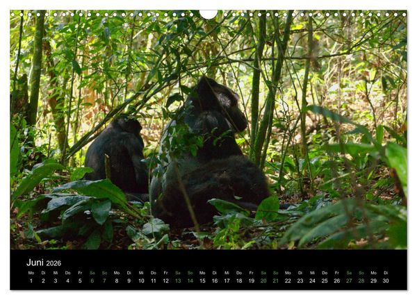 Produktbild: Ugandas friedliche Berggorillas (Wandkalender 2026 DIN A3 quer), CALVENDO Monatskalender