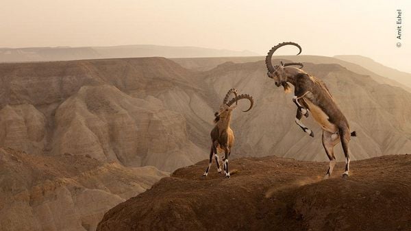 Produktbild: Wildlife Fotografien des Jahres &ndash; Portfolio 33