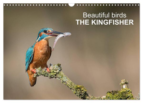 Beautiful birds THE KINGFISHER (Wall Calendar 2026 DIN A3 landscape), CALVENDO 12 Month Wall Calendar