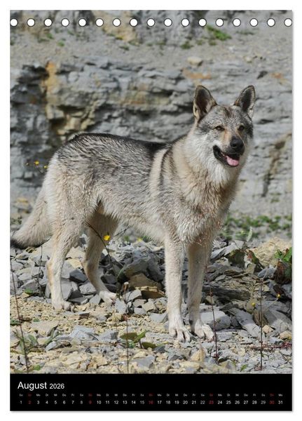 Produktbild: Faszination Wolfhund (Tischkalender 2026 DIN A5 hoch), CALVENDO Monatskalender