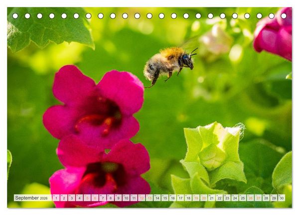 Produktbild: Bienen und Hummeln in Aktion (Tischkalender 2026 DIN A5 quer), CALVENDO Monatskalender