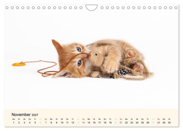 Produktbild: S&uuml;&szlig;e Stubentiger - Katzenkinder (Wandkalender 2027 DIN A4 quer), CALVENDO Monatskalender