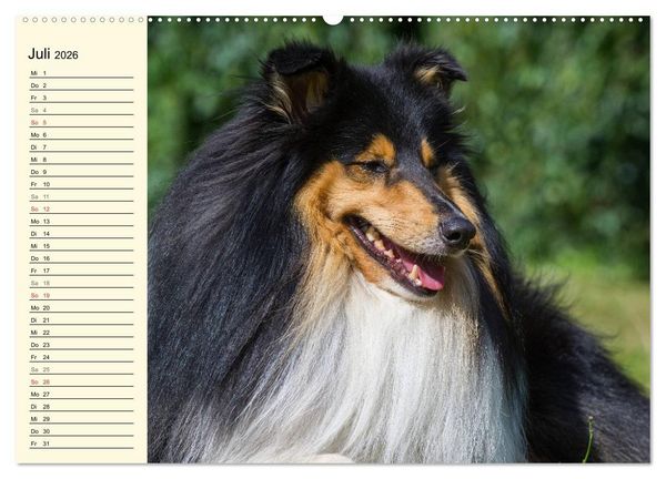 Produktbild: Collie - Mein bester Freund (Wandkalender 2026 DIN A2 quer), CALVENDO Monatskalender