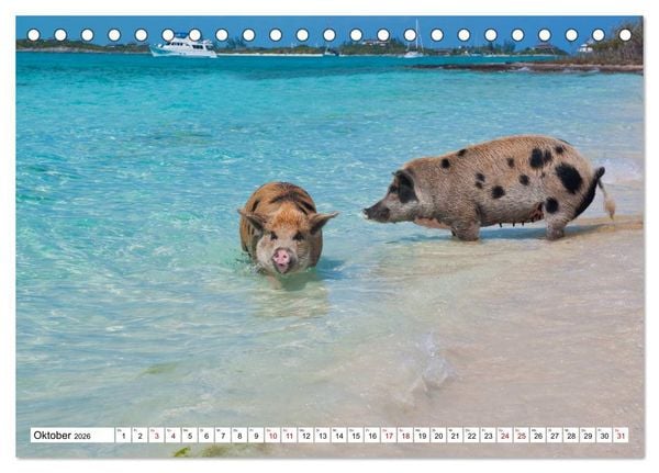 Produktbild: Schweine im Dauerurlaub auf den Bahamas! (Tischkalender 2026 DIN A5 quer), CALVENDO Monatskalender