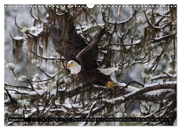 Produktbild: Wei&szlig;kopfseeadler. Symbol der Freiheit (Wandkalender 2026 DIN A3 quer), CALVENDO Monatskalender