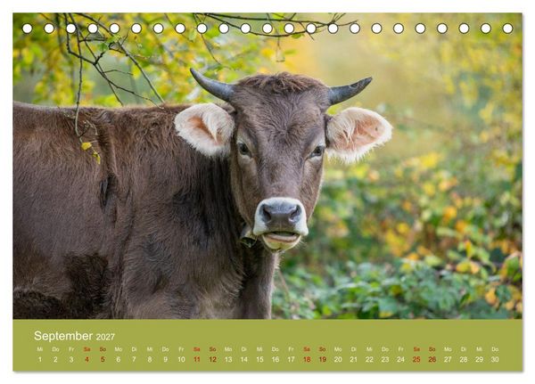 Produktbild: Allg&auml;uer Rindvieh 2027 (Tischkalender 2027 DIN A5 quer), CALVENDO Monatskalender