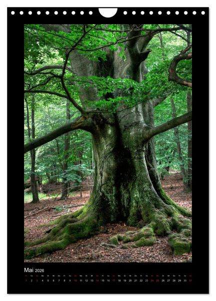 Produktbild: Mythos Baum / 2026 (Wandkalender 2026 DIN A4 hoch), CALVENDO Monatskalender