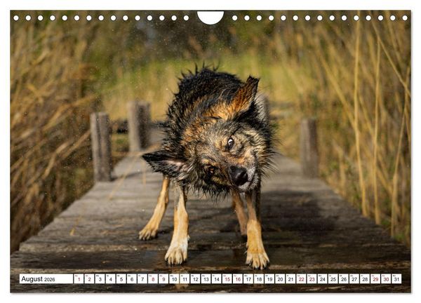 Produktbild: Ein Hundejahr in Bildern (Wandkalender 2026 DIN A4 quer), CALVENDO Monatskalender