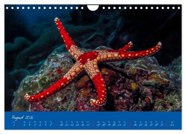 Produktbild: Meer sehen - Abenteuer Tauchen (Wandkalender 2026 DIN A4 quer), CALVENDO Monatskalender