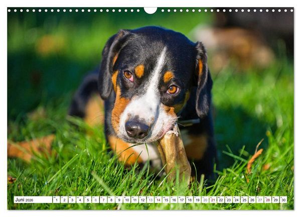 Produktbild: Mein bester Freund - Entlebucher Sennenhund (Wandkalender 2026 DIN A3 quer), CALVENDO Monatskalender