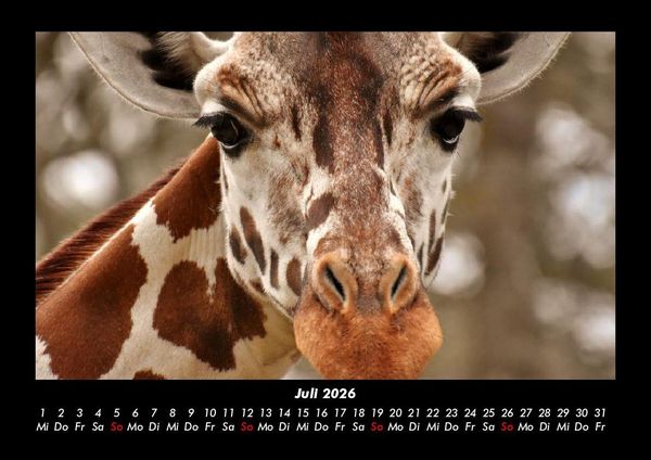 Produktbild: Giraffen 2026 Fotokalender DIN A3