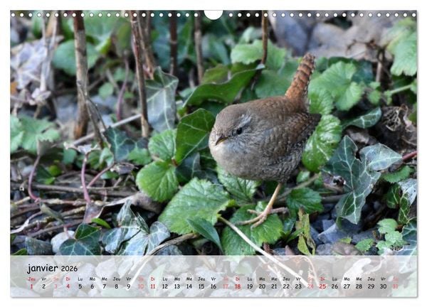 Produktbild: OISEAUX des Jardins et For&ecirc;ts (Calendrier mural 2026 DIN A3 vertical), CALVENDO calendrier mensuel