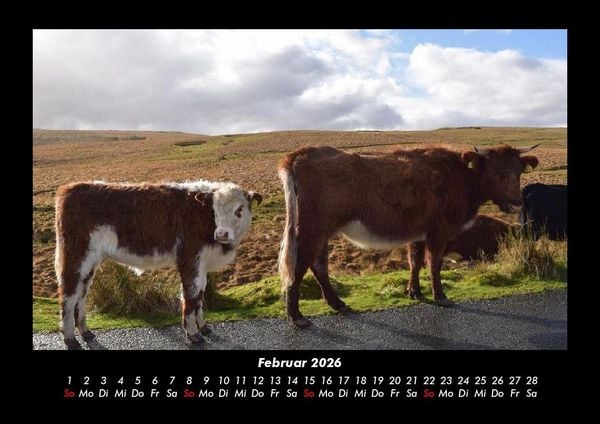 Produktbild: Kuhkalender 2026 Fotokalender DIN A3