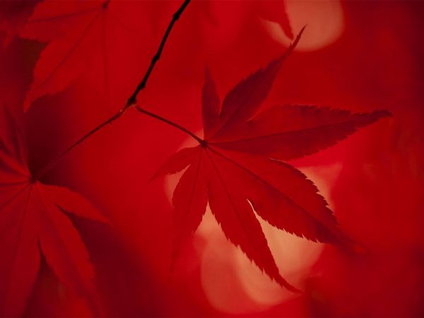 Produktbild: CALVENDO Puzzle Japanischer F&auml;cherahorn - Herbstfarben | 1000 Teile Lege-Gr&ouml;&szlig;e 64x48cm Foto-Puzzle f&uuml;r gl&uuml;ckliche Stunden