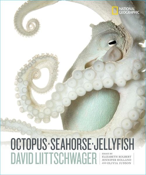 Produktbild: Octopus, Seahorse, Jellyfish