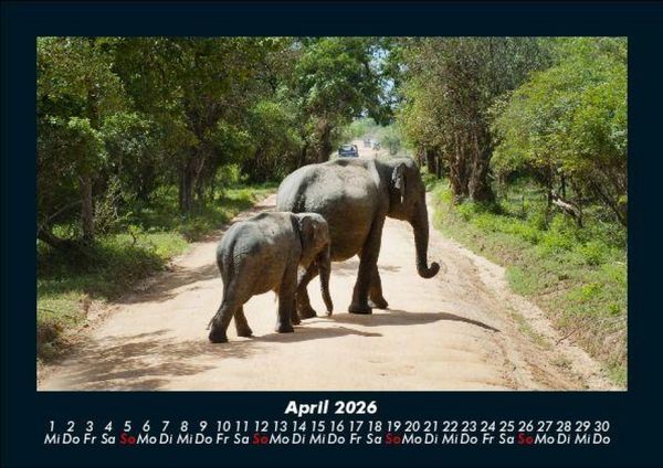 Produktbild: Der Elefantenkalender 2026 Fotokalender DIN A5