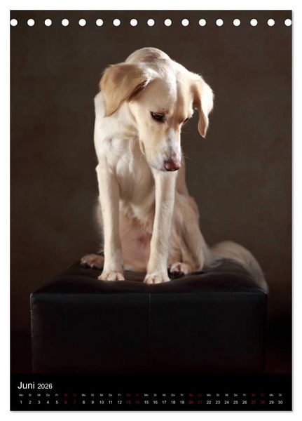 Produktbild: Stille Momente - Die sensible Seite der Hunde (Tischkalender 2026 DIN A5 hoch), CALVENDO Monatskalender