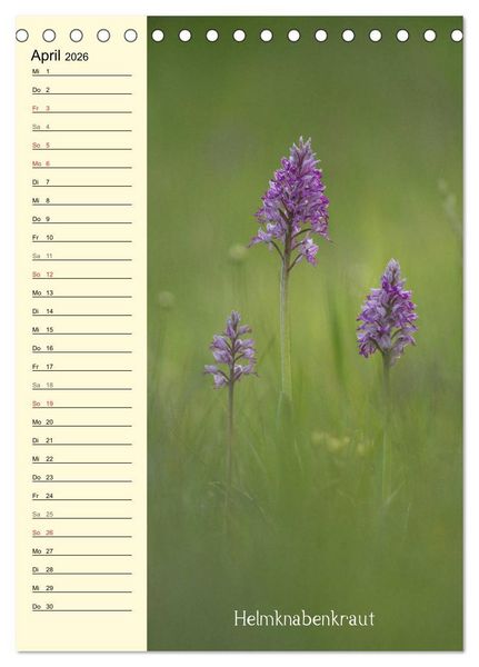 Produktbild: Wildwachsende Orchideen in Bayern (Tischkalender 2026 DIN A5 hoch), CALVENDO Monatskalender