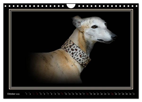 Produktbild: Galgo Espa&ntilde;ol 2026- Der spanische Windhund (Wandkalender 2026 DIN A4 quer), CALVENDO Monatskalender