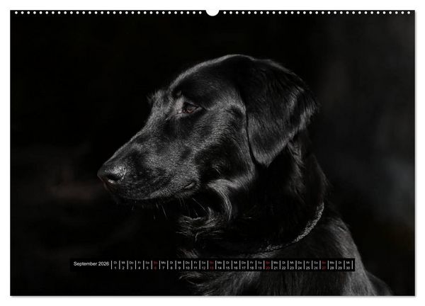 Produktbild: Flatcoated Retriever Black Edition (hochwertiger Premium Wandkalender 2026 DIN A2 quer), Kunstdruck in Hochglanz