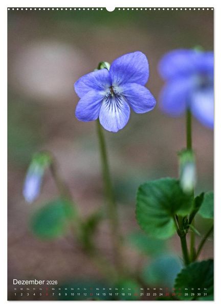 Produktbild: NATUR PUR Kleine Blumen am Wegesrand (hochwertiger Premium Wandkalender 2026 DIN A2 hoch), Kunstdruck in Hochglanz