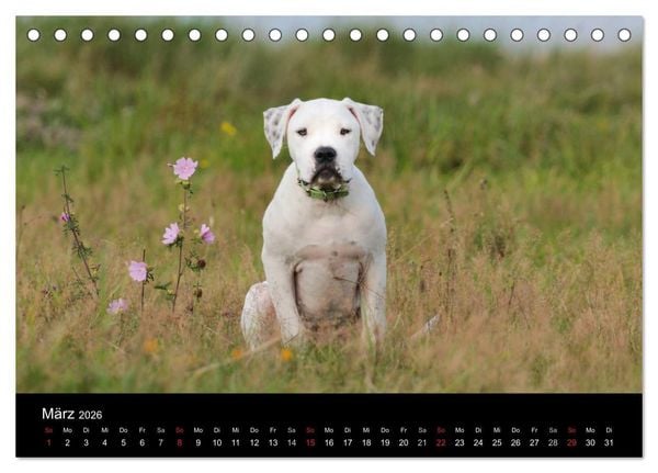 Produktbild: American Bulldog - stolz, loyal, einzigartig (Tischkalender 2026 DIN A5 quer), CALVENDO Monatskalender