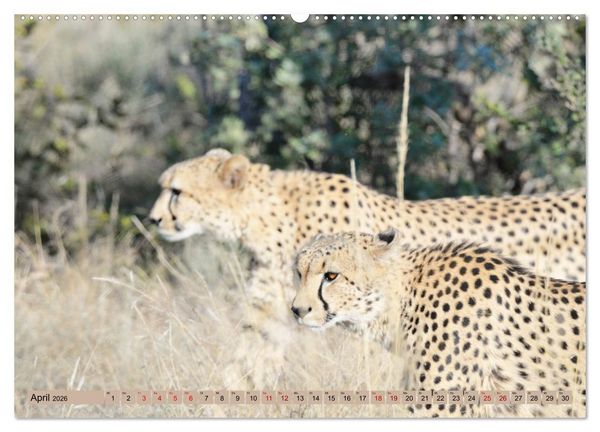 Produktbild: Geparden - schnelle J&auml;ger (hochwertiger Premium Wandkalender 2026 DIN A2 quer), Kunstdruck in Hochglanz