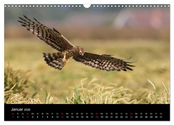 Produktbild: Wiesenweihen in Deutschland (Wandkalender 2026 DIN A3 quer), CALVENDO Monatskalender