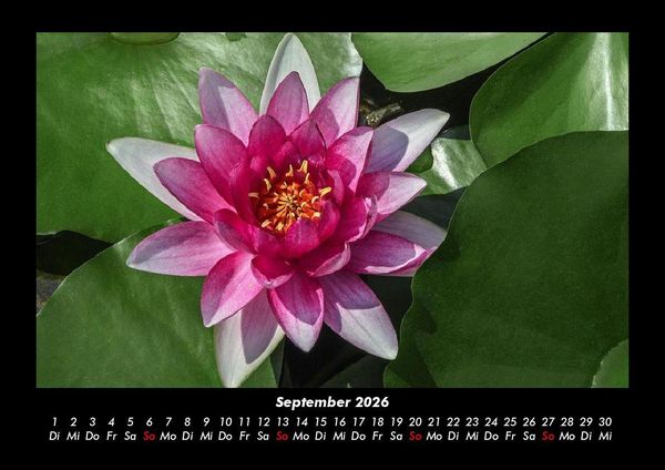 Produktbild: Blumenkalender 2026 Fotokalender DIN A3