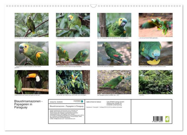 Produktbild: Blaustirnamazonen - Papageien in Paraguay (Wandkalender 2026 DIN A2 quer), CALVENDO Monatskalender