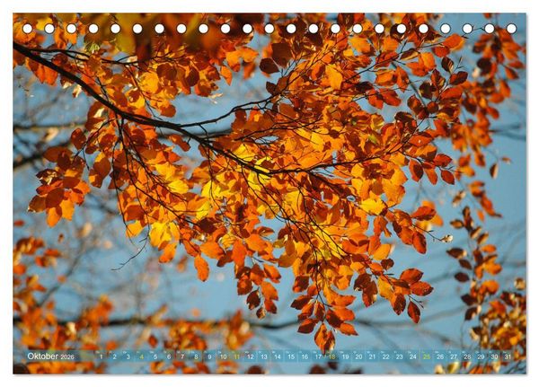 Produktbild: Spaziergang im Wald (Tischkalender 2026 DIN A5 quer), CALVENDO Monatskalender