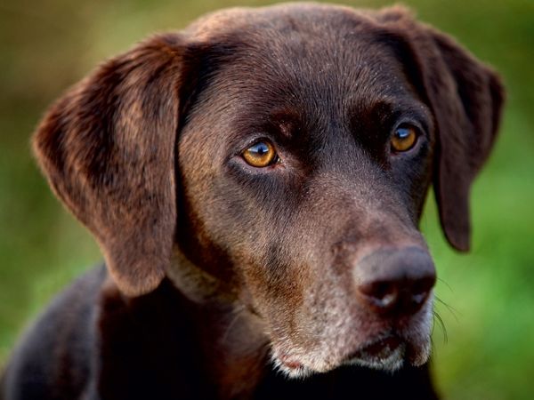 Produktbild: CALVENDO Puzzle Labrador Retriever - Treue Begleiter | 1000 Teile Lege-Gr&ouml;&szlig;e 64x48cm Foto-Puzzle f&uuml;r gl&uuml;ckliche Stunden