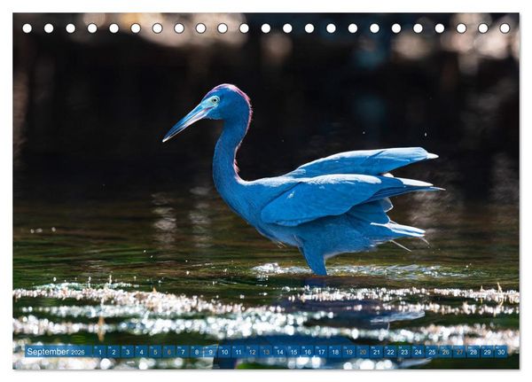 Produktbild: Blaureiher und Dreifarbenreiher (Tischkalender 2026 DIN A5 quer), CALVENDO Monatskalender
