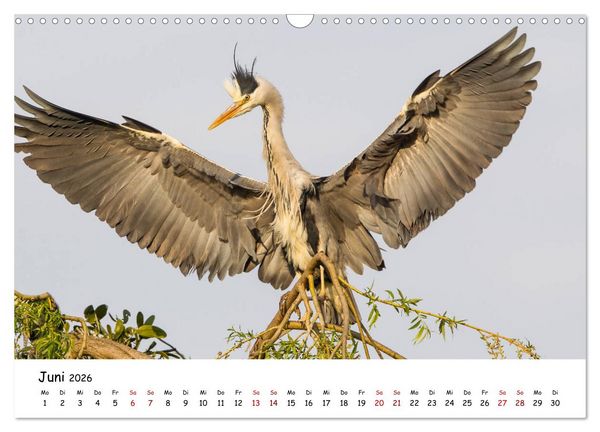 Produktbild: Die Graureiher vom Ahnepark (Wandkalender 2026 DIN A3 quer), CALVENDO Monatskalender
