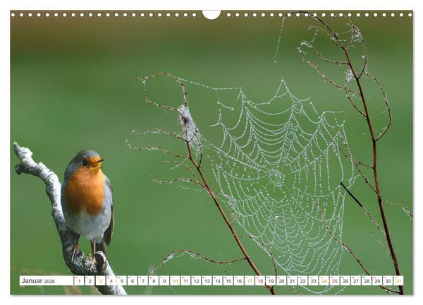 Produktbild: Das Rotkehlchen, ein Kleiner ganz Gro&szlig; (Wandkalender 2026 DIN A3 quer), CALVENDO Monatskalender