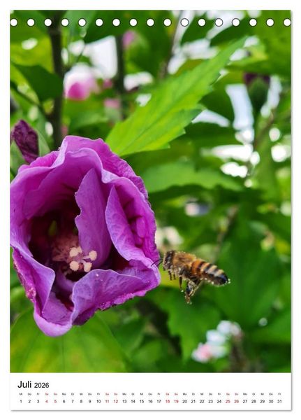 Produktbild: Imkers flei&szlig;igste Bienen - So arbeiten meine Immen &ndash; Originalaufnahmen aus erster Hand (Tischkalender 2026 DIN A5 hoch), CALVENDO Monatskalender