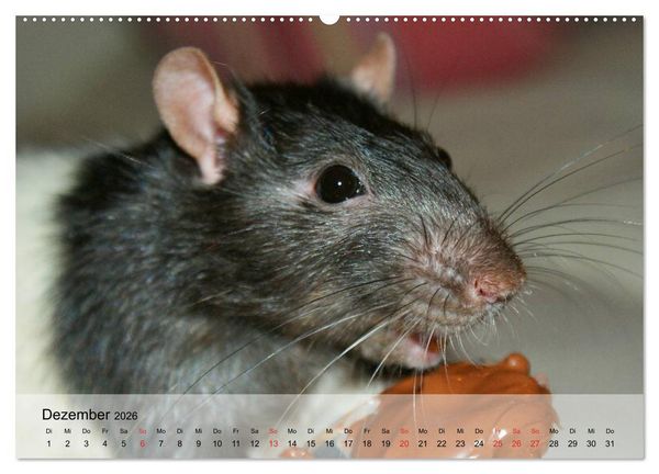 Produktbild: Ratten - Gelehrige Haustiere (Wandkalender 2026 DIN A2 quer), CALVENDO Monatskalender
