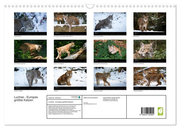 Produktbild: Luchse - Europas gr&ouml;&szlig;te Katzen (Wandkalender 2026 DIN A3 quer), CALVENDO Monatskalender