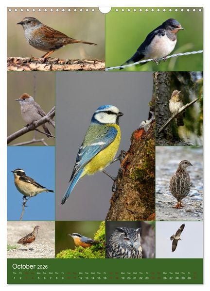 Produktbild: 78 Birds (Wall Calendar 2026 DIN A3 portrait), CALVENDO 12 Month Wall Calendar