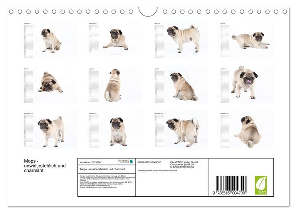 Produktbild: Mops - unwiderstehlich und charmant (Wandkalender 2026 DIN A4 quer), CALVENDO Monatskalender