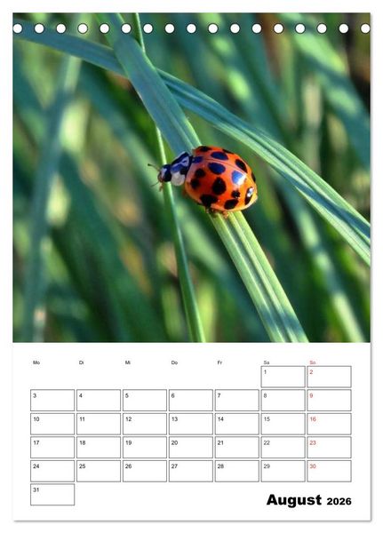 Produktbild: Heimische Wildtiere Terminplaner (Tischkalender 2026 DIN A5 hoch), CALVENDO Monatskalender