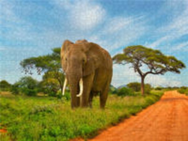 CALVENDO Puzzle Elefant am Wegrand | 1000 Teile Lege-Größe 64x48cm Foto-Puzzle für glückliche Stunden