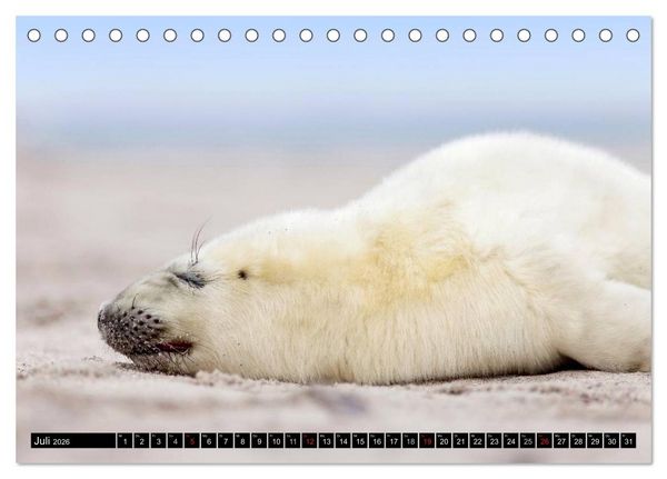 Produktbild: Robbenbabys (Tischkalender 2026 DIN A5 quer), CALVENDO Monatskalender