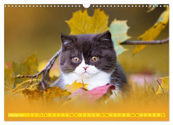 Produktbild: Katzenkinder - Britisch Kurzhaar (Wandkalender 2026 DIN A3 quer), CALVENDO Monatskalender