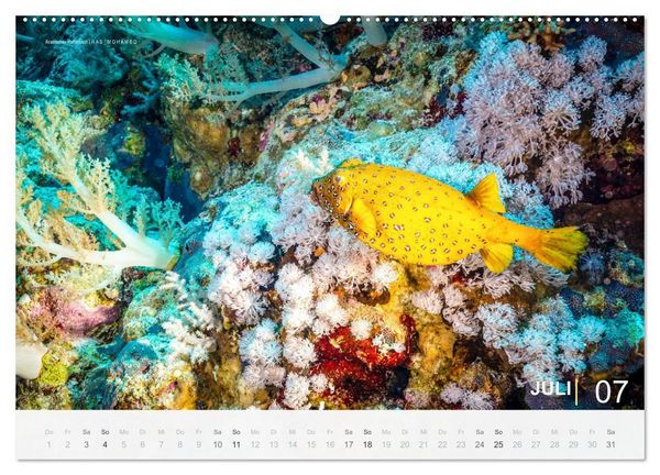 Produktbild: Die sch&ouml;nsten Korallenriffe zum Tauchen in &Auml;gypten (Wandkalender 2027 DIN A2 quer), CALVENDO Monatskalender