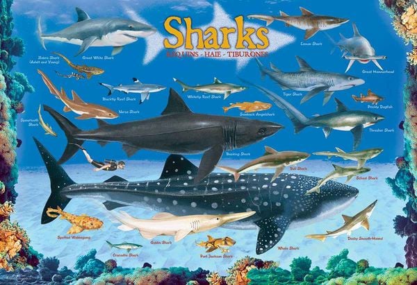 Produktbild: Sharks 100 Pieces Eurographics Kids 5+