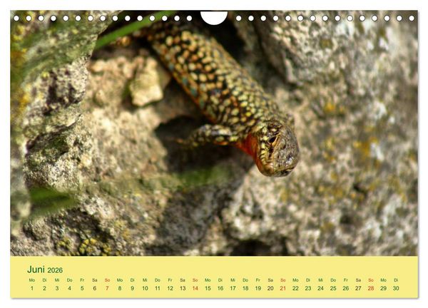 Produktbild: Flinke Eidechsen (Wandkalender 2026 DIN A4 quer), CALVENDO Monatskalender