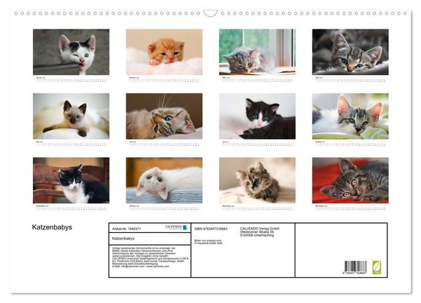 Produktbild: Katzenbabys (Wandkalender 2026 DIN A2 quer), CALVENDO Monatskalender