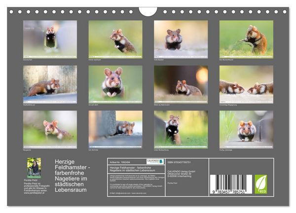 Produktbild: Herzige Feldhamster - farbenfrohe Nagetiere im st&auml;dtischen Lebensraum (Wandkalender 2026 DIN A4 quer), CALVENDO Monatskalender